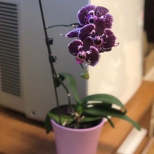 Meet your Posher, Julia